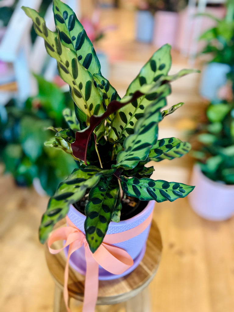 Rattlesnake Calathea + Pot GEELONG Mother's Day Gifts Delivery Oh Honey Plants