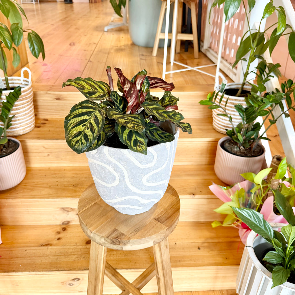 peacock plant pot Peacock Calathea - 170mm (Pot Combo Option)