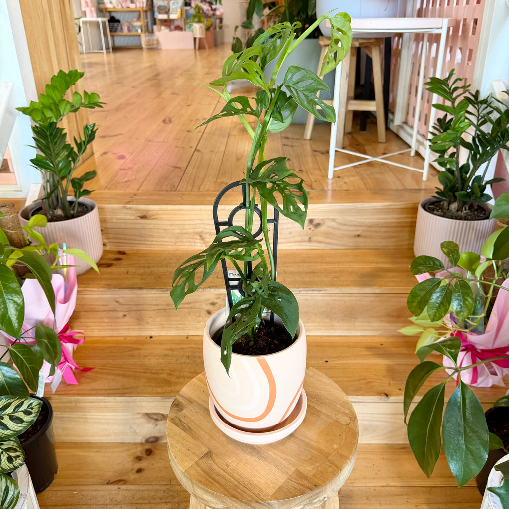 Monstera 'Adansonii' - 130mm (Pot Combo Option)