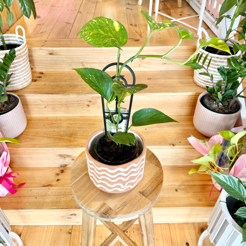devils ivy plant pot Devil's Ivy - 130mm (Pot Combo Option)