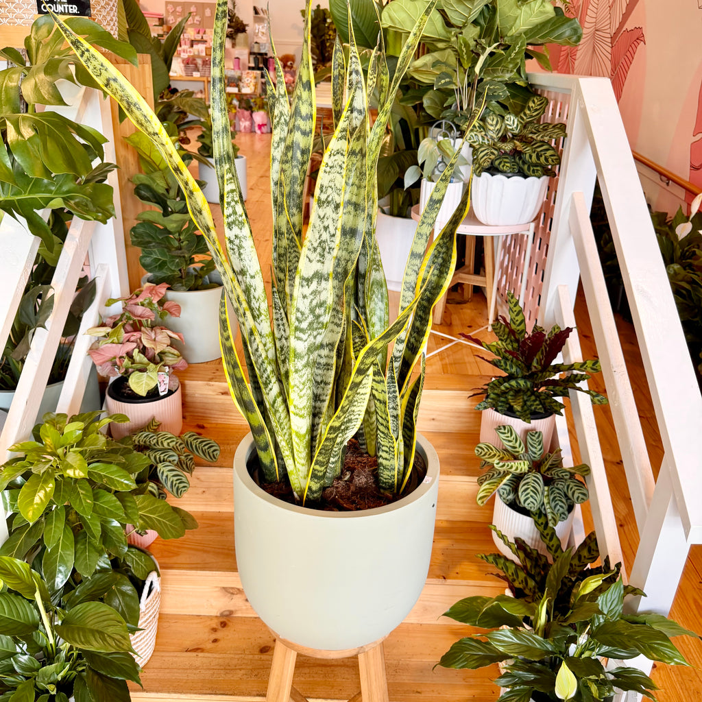 best planters for snake plants Snake Plant 'Yellow' - 300mm (Pot Combo Option)
