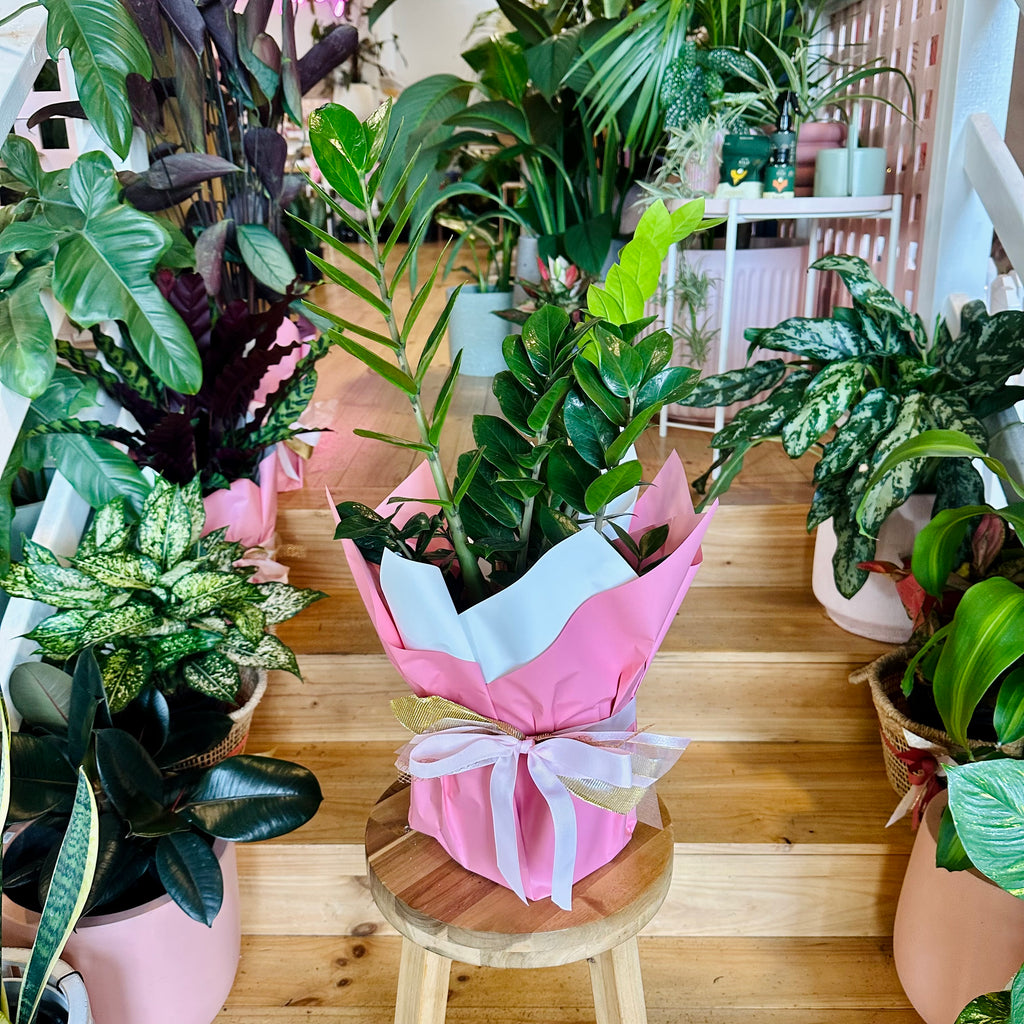 indoor zanzibar plant Zanzibar Gem -Indoor Plants -Geelong -Christmas Gift Plants -Delivery