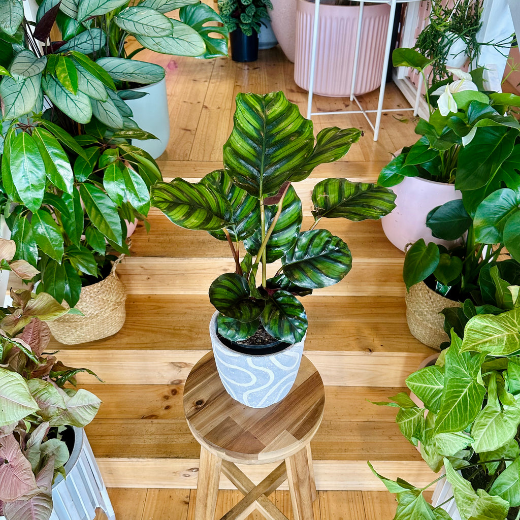 Pinstripe Fasciata Calathea - 140mm (Pot Combo Option)