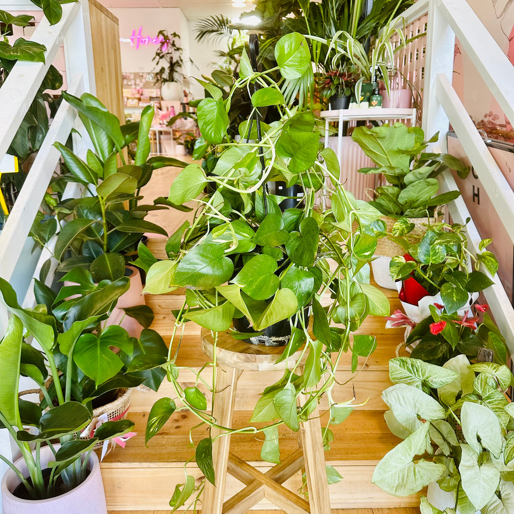 Devils Ivy - Hanging Basket