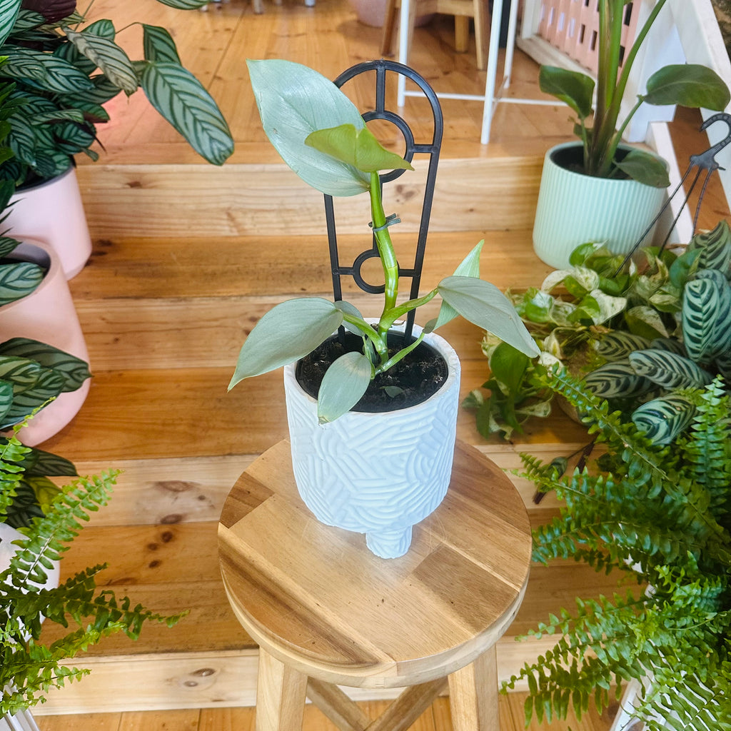 Philodendron ‘Sliver Sword’ - 130mm (Pot Combo Option)