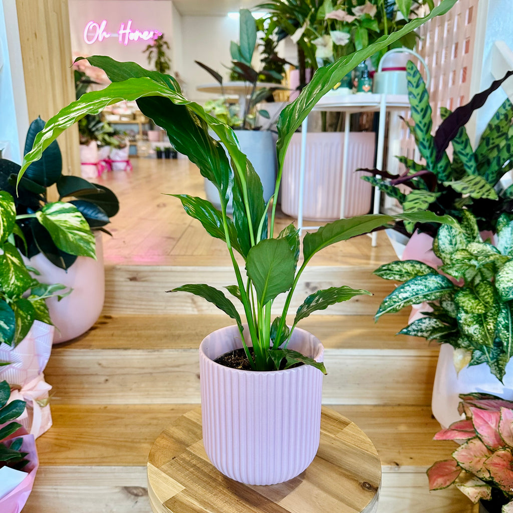 Peace Lily 120mm - (Pot Combo Option)