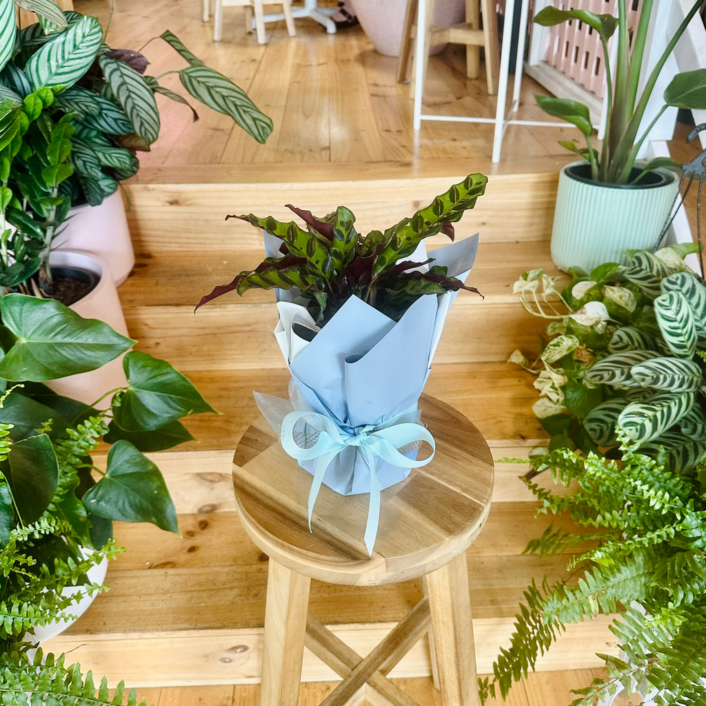 Rattlesnack Calathea - 140mm (Pot Combo Option)