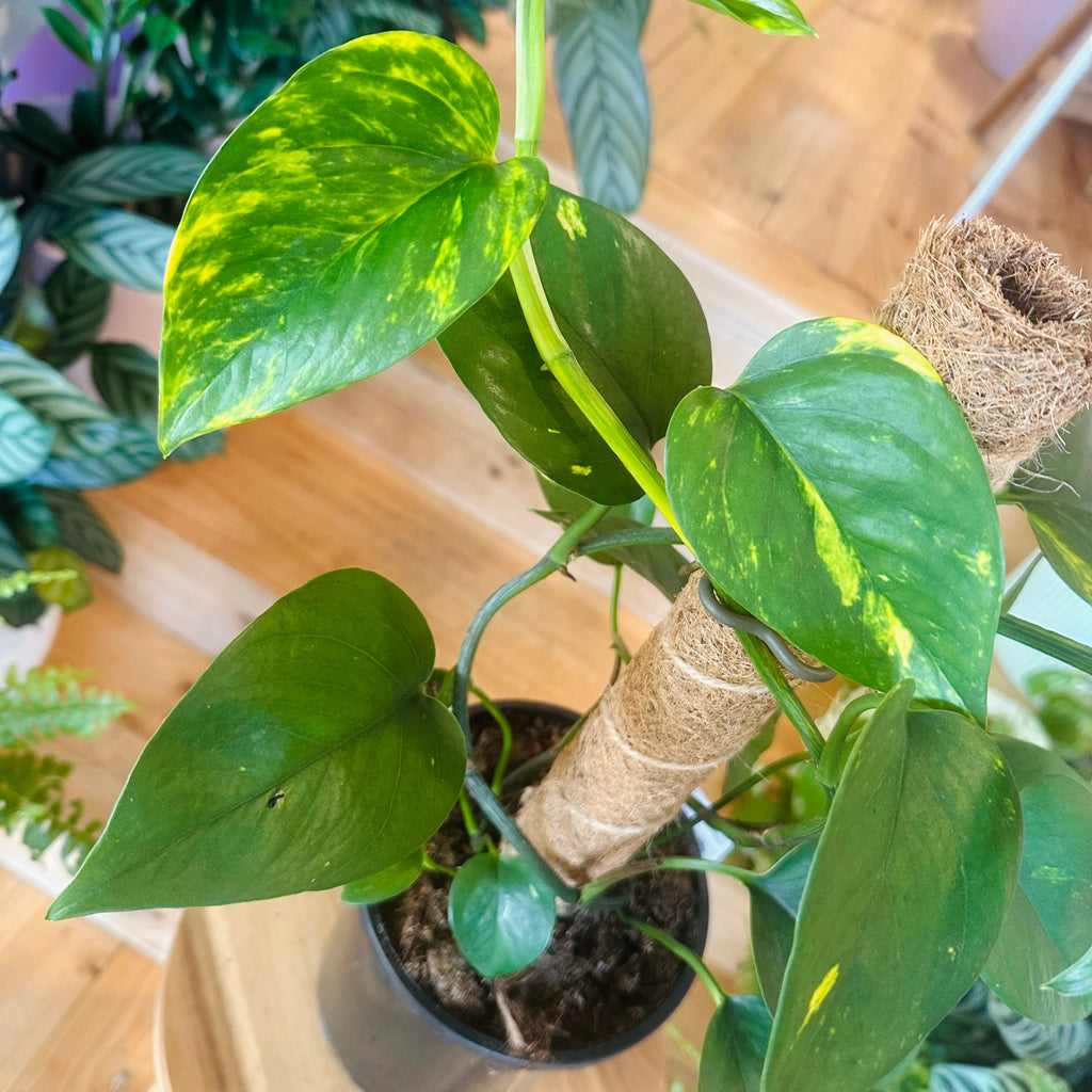 Devil’s Ivy - 170mm