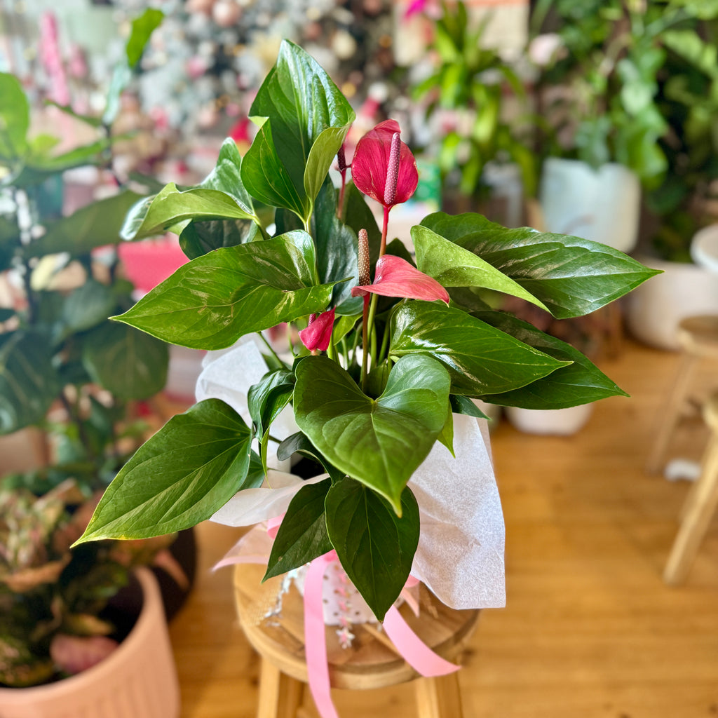 Deep Pink Anthurium 140mm Gift Wrapped