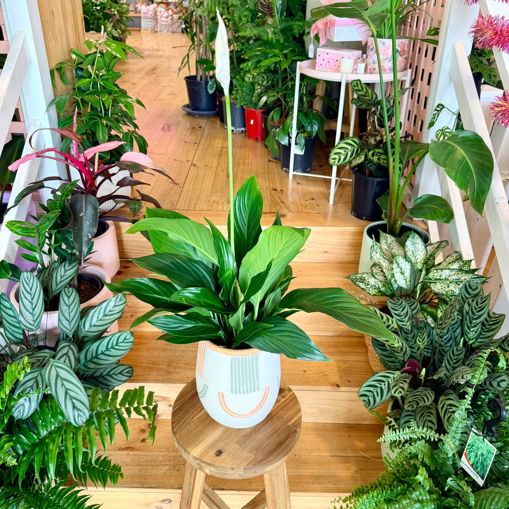 Peace Lily - 140mm (Pot Combo Option)