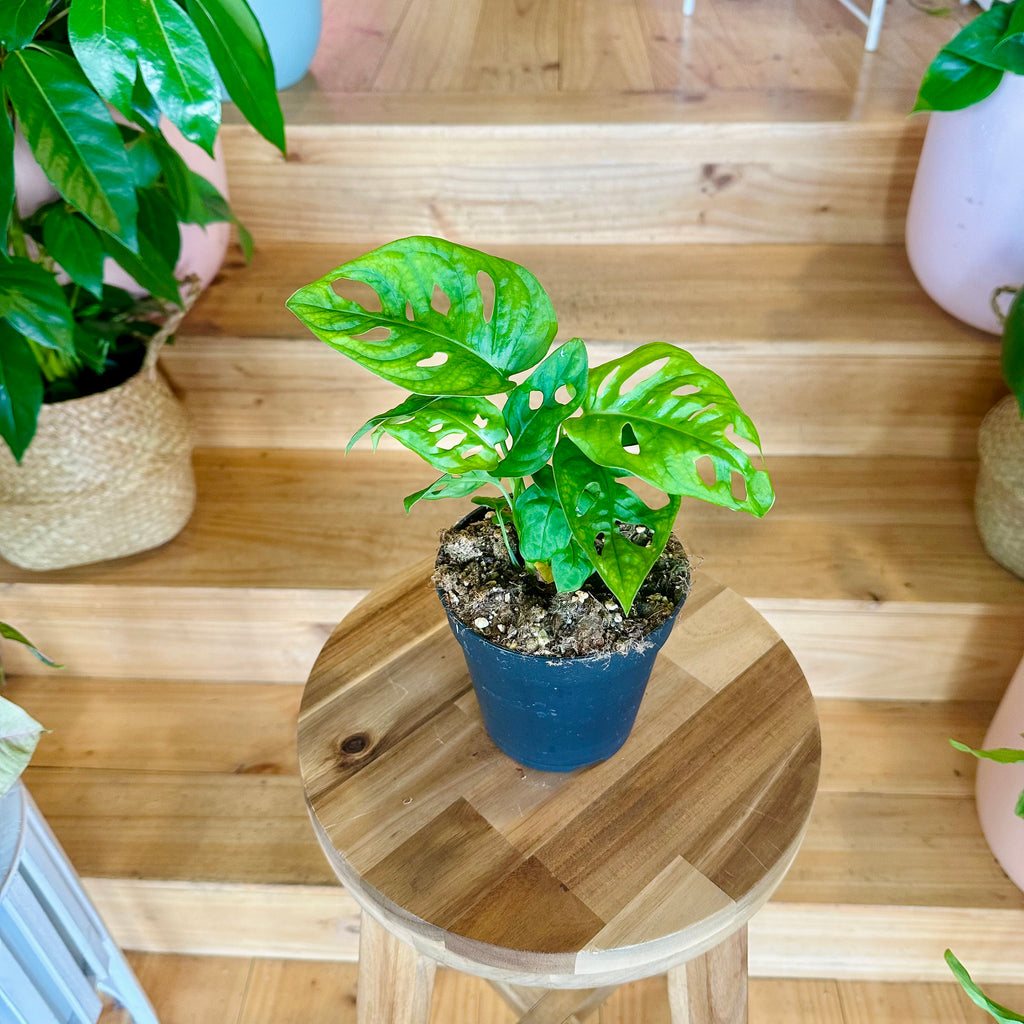 Monstera Adansonii/Swiss Cheese Plant 120mm - (Pot Combo Option)