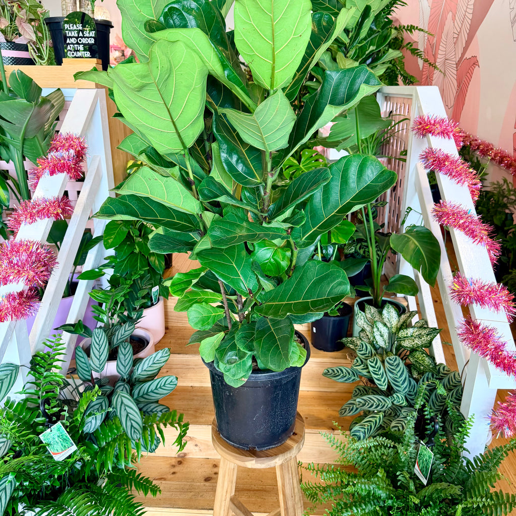 Fiddle Leaf Fig - 300mm (Pot Combo Option)