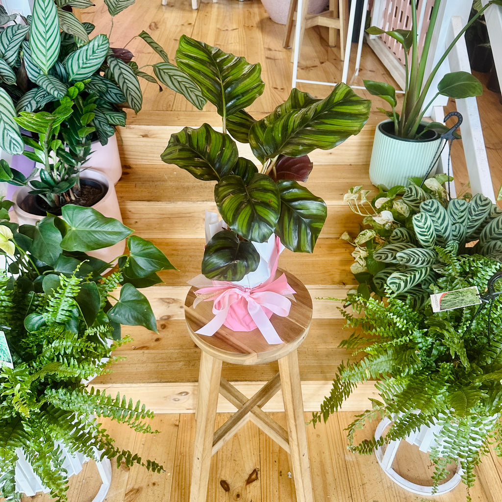Pinstripe Fasciata Calathea - 140mm (Pot Combo Option)