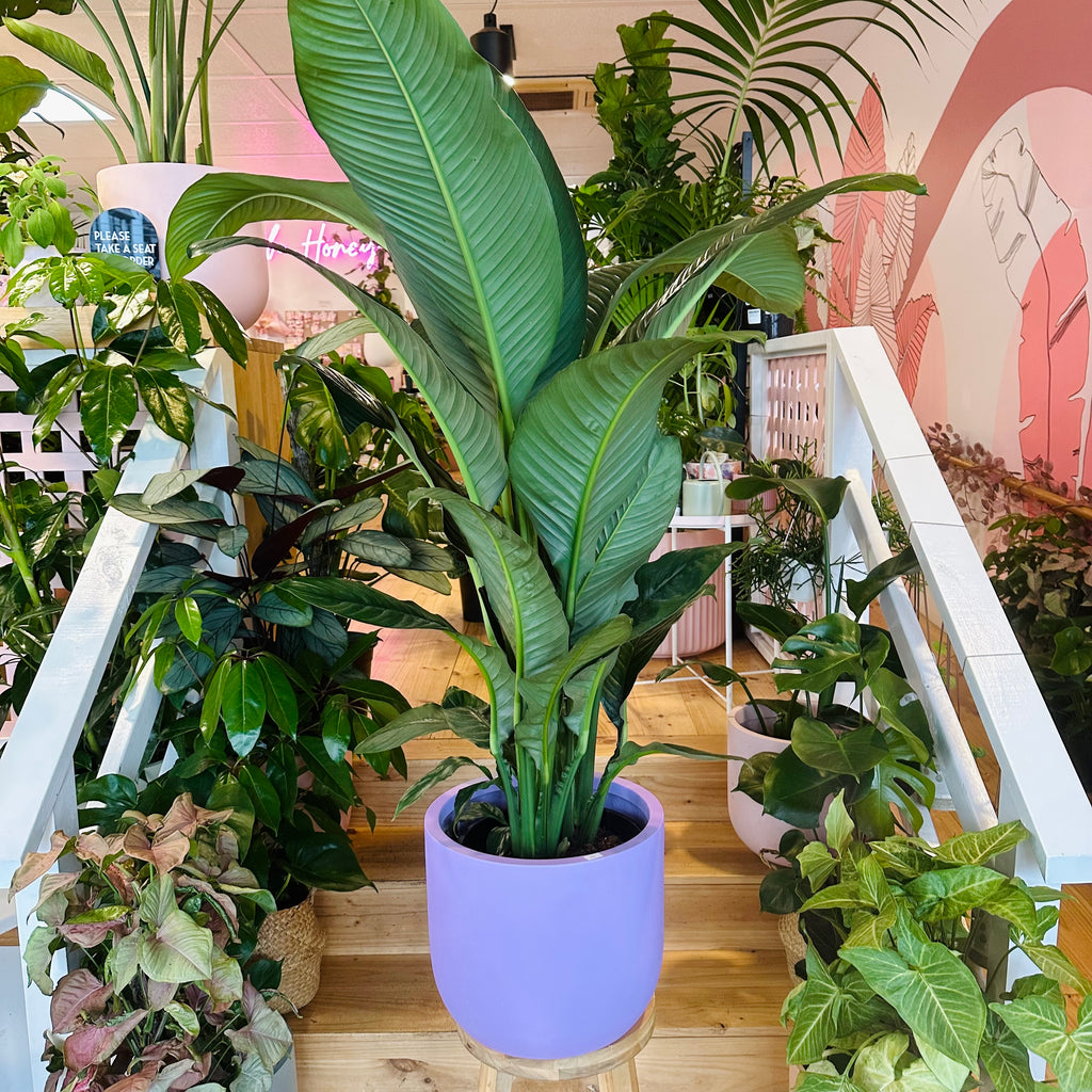 Peace Lily - 250mm (Pot Combo Option)