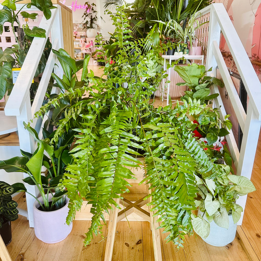 Bostern Fern - Hanging Basket