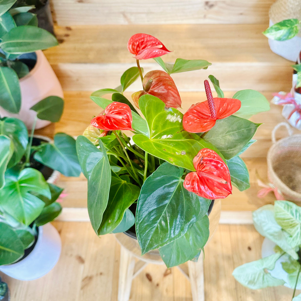 Red Anthurium