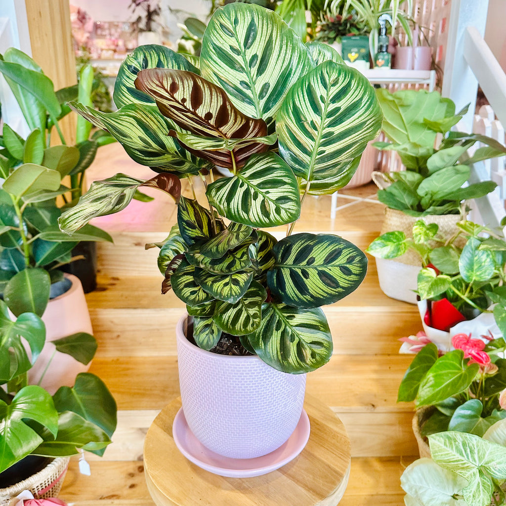 Peacock Calathea - 140mm (Pot Combo Option)