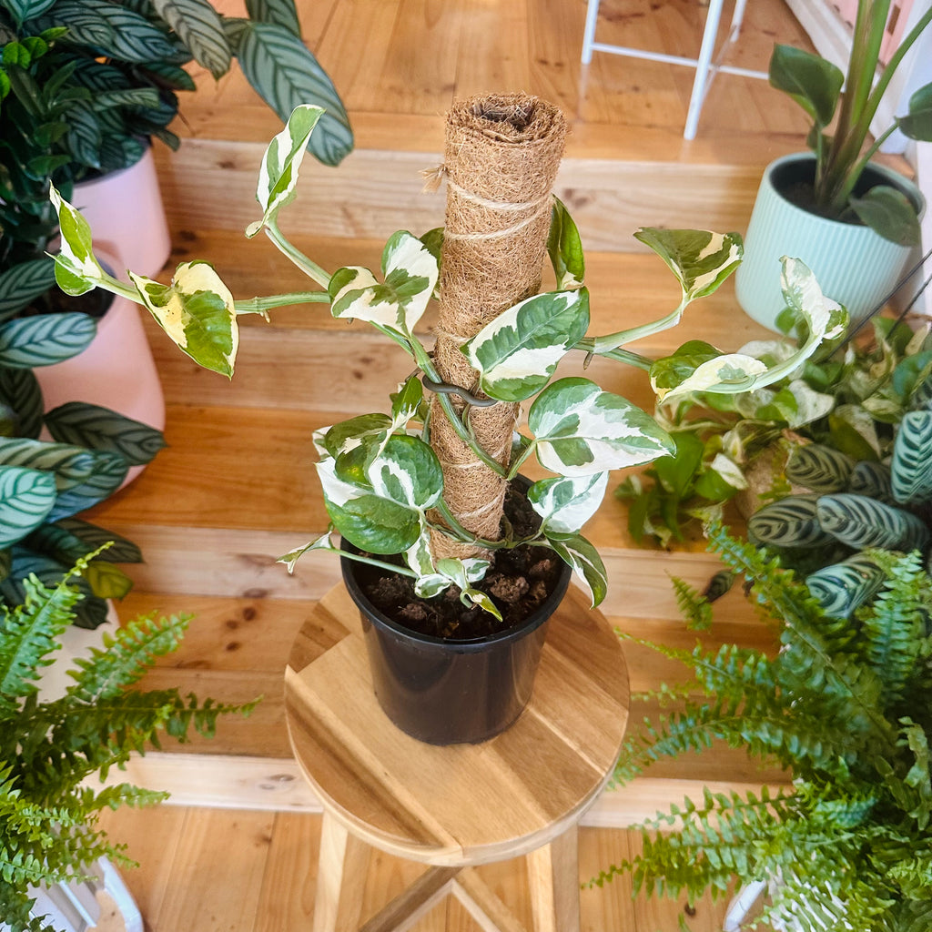 Pothos ‘Snow Queen’ - 170mm