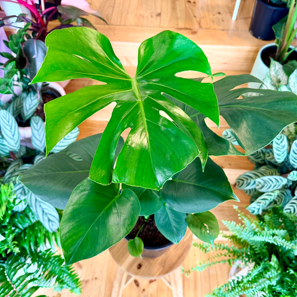 Monstera Deliciosa - 200mm (Pot Combo Option)