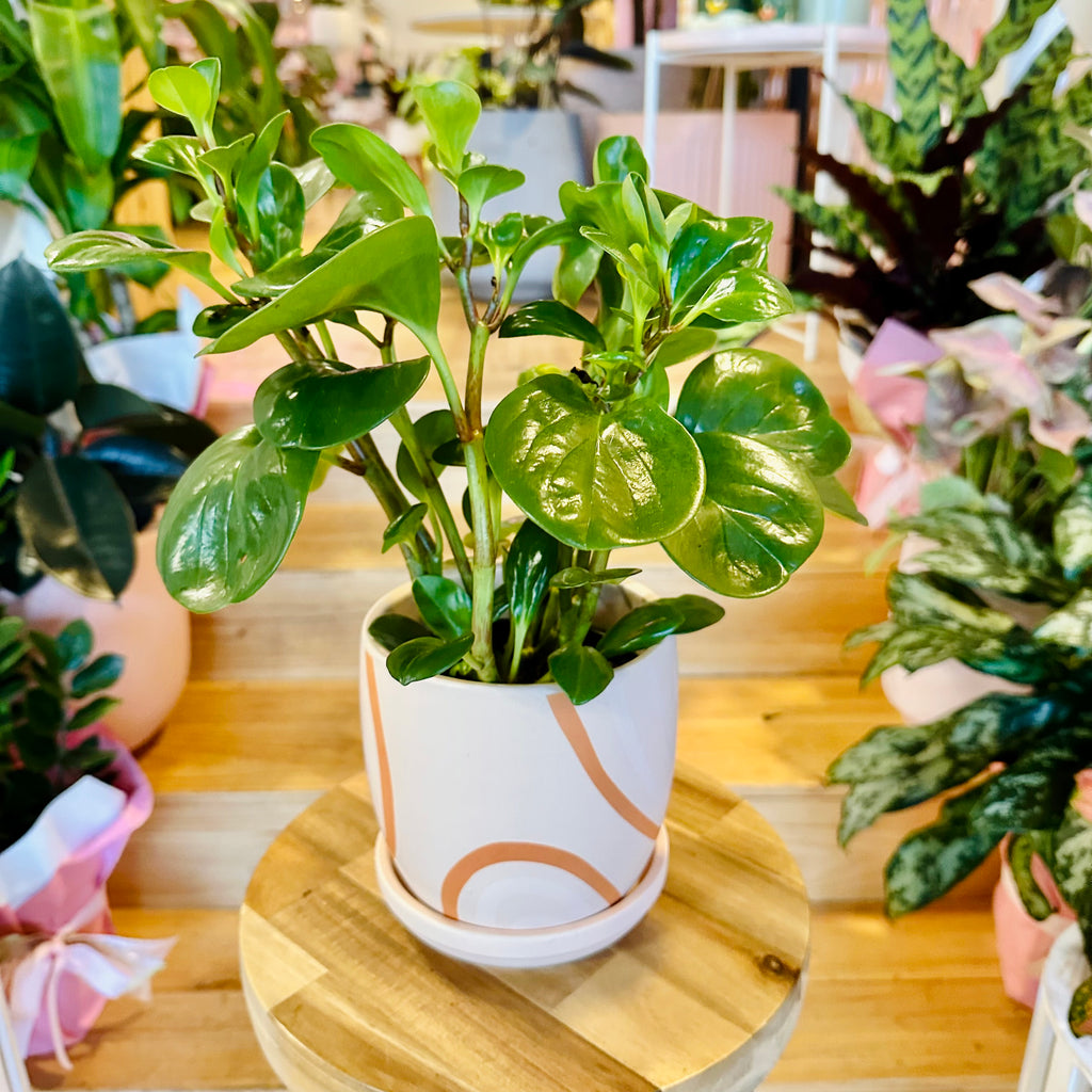 Peperomia Red Canyon - 120mm (Pot Combo Option)