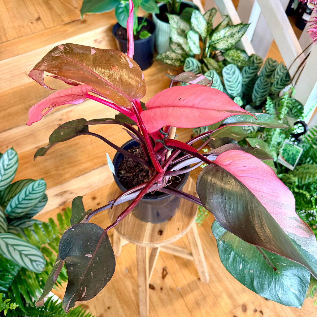 Philodendron ‘Pink Princess’ - 200mm (Pot Combo Option)