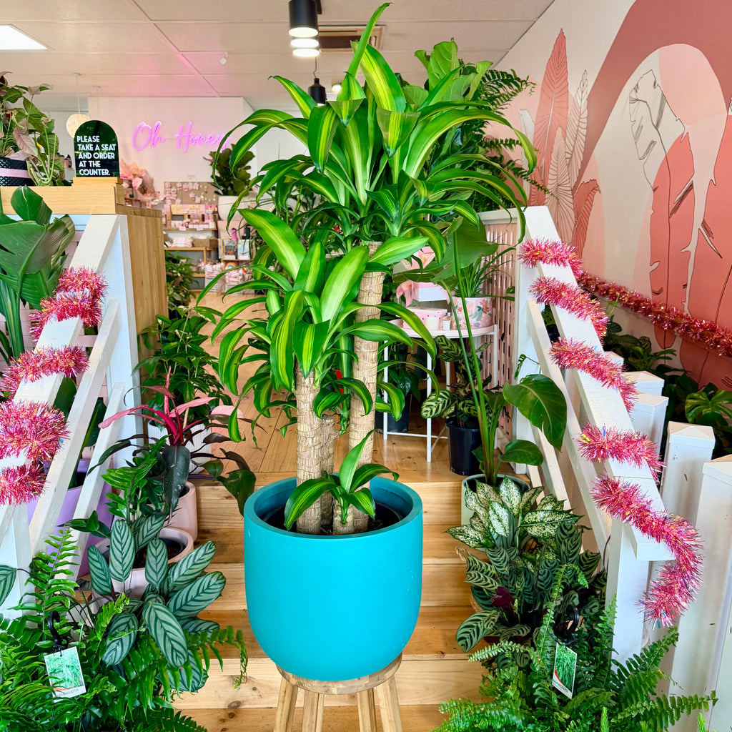 Happy Plant - 300mm (Pot Combo Option)