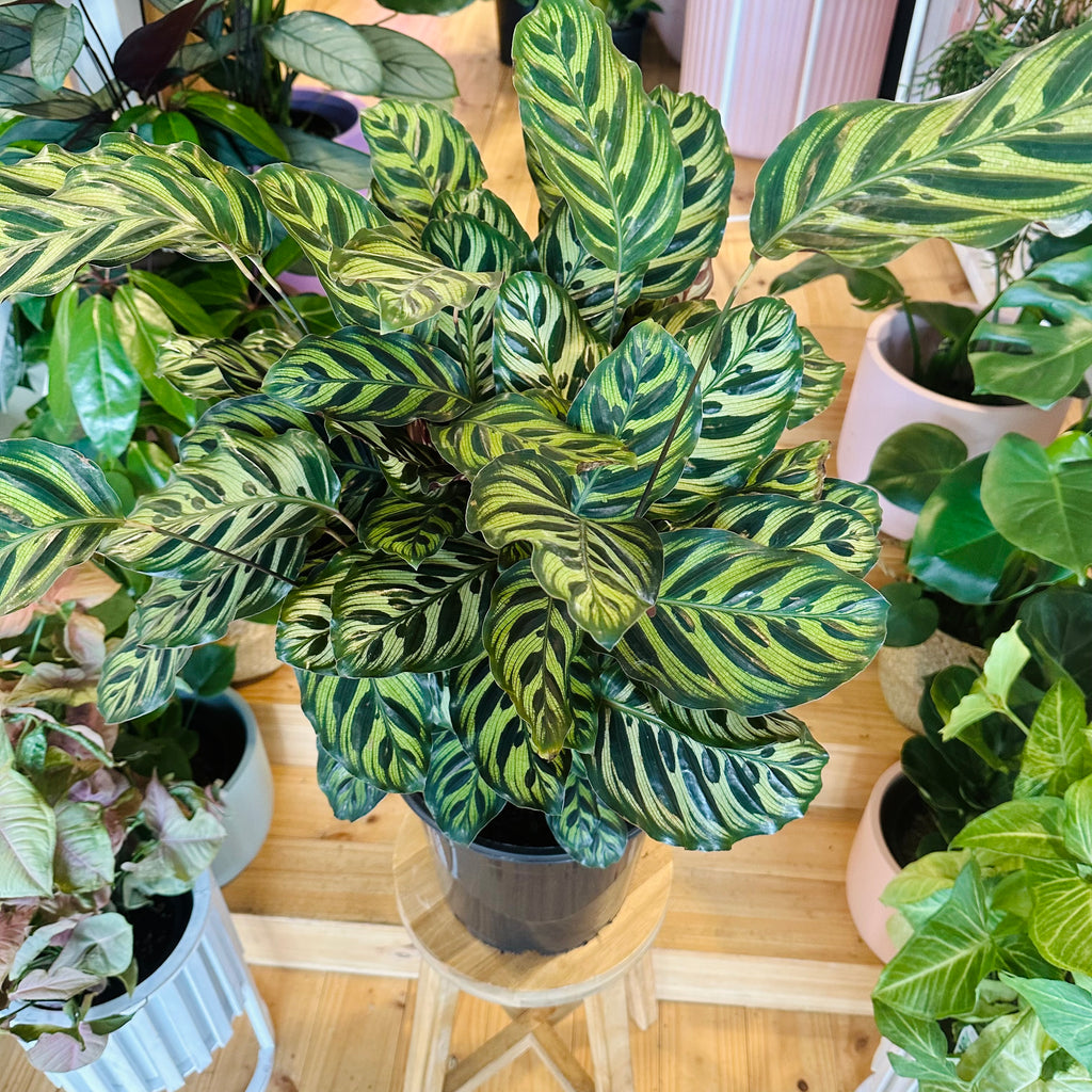 Peacock Calathea - 250mm (Pot Combo Option)