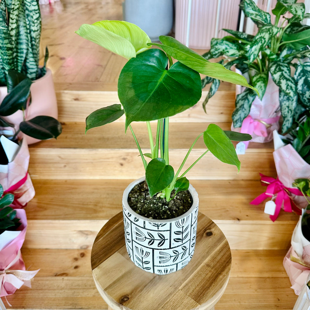 Monstera Deliciosa 120mm - (Pot Combo Option)