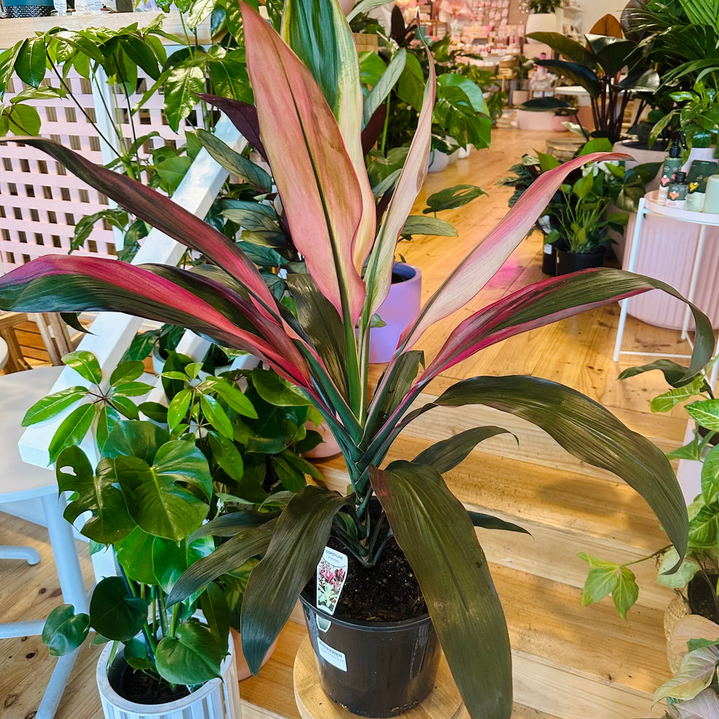 Cordyline Fruiticosa Hilo Rainbow - 250mm (Pot Combo Option)