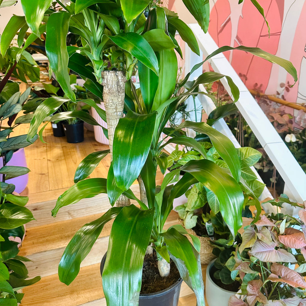 Happy Plant - 250mm