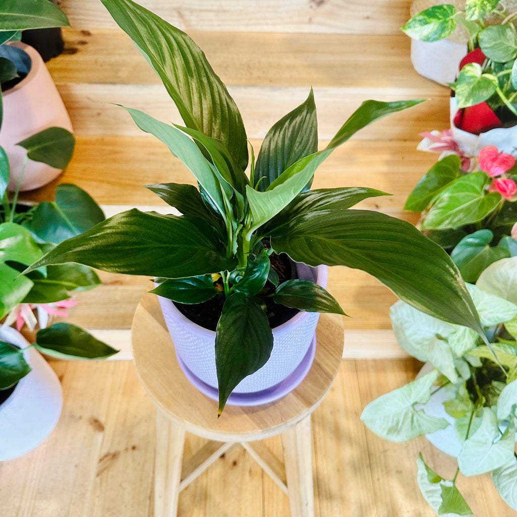 Peace Lily - 140mm (Pot Combo Option)