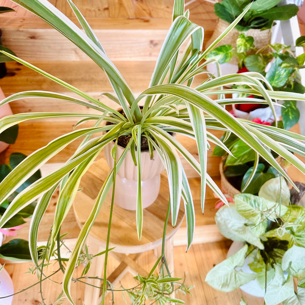 Spider Plant - 120mm (Pot Combo Option)