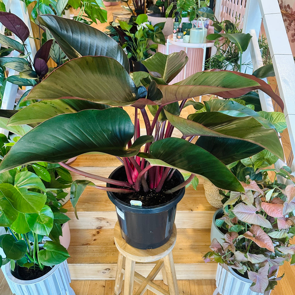 Philodendron Rojo Congo - 300mm (Pot Combo Option)