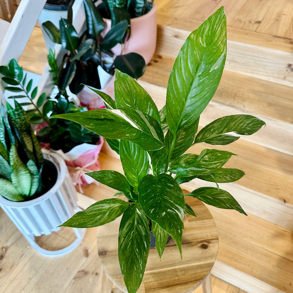 Domino Peace Lily 120mm - (Pot Combo Option)