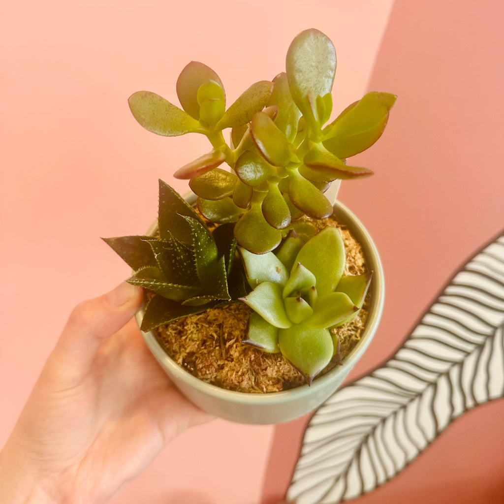 Succulent bowl