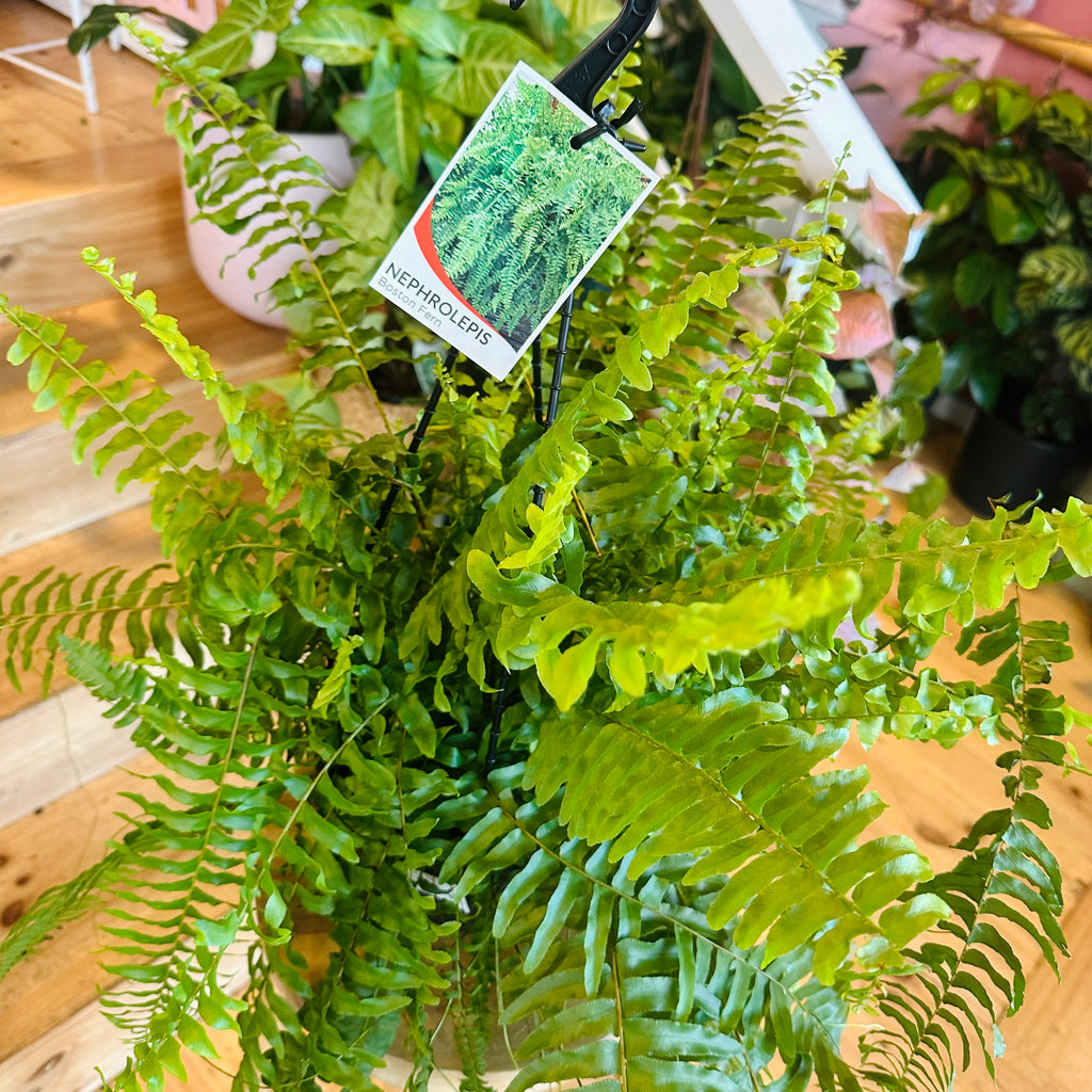 Bostern Fern - Hanging Basket