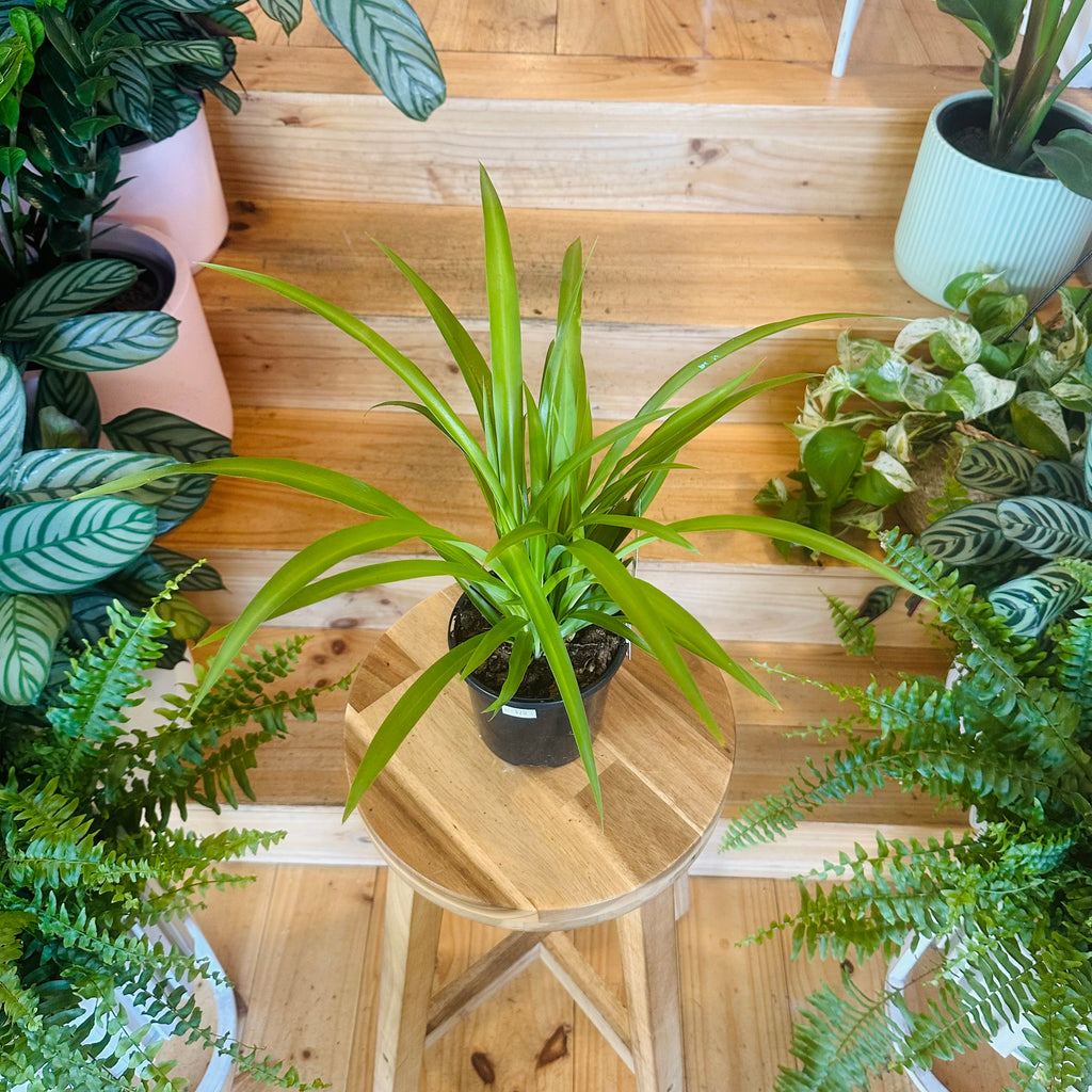 Green Spider Plant - 130mm (Pot Combo Option)