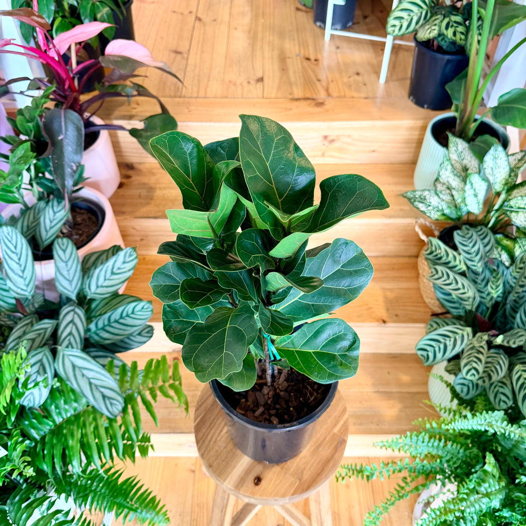Fiddle Leaf Fig - 200mm (Pot Combo Option)