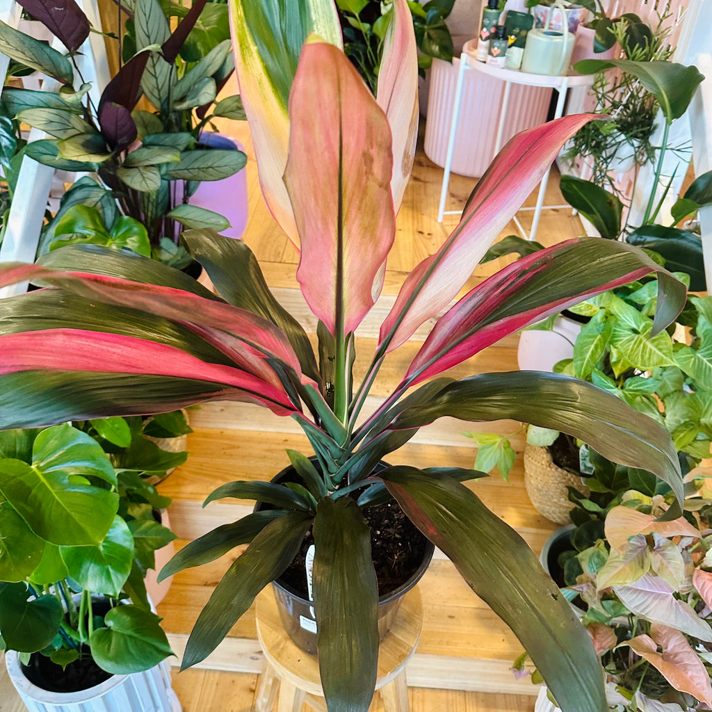 Cordyline Fruiticosa Hilo Rainbow - 250mm (Pot Combo Option)