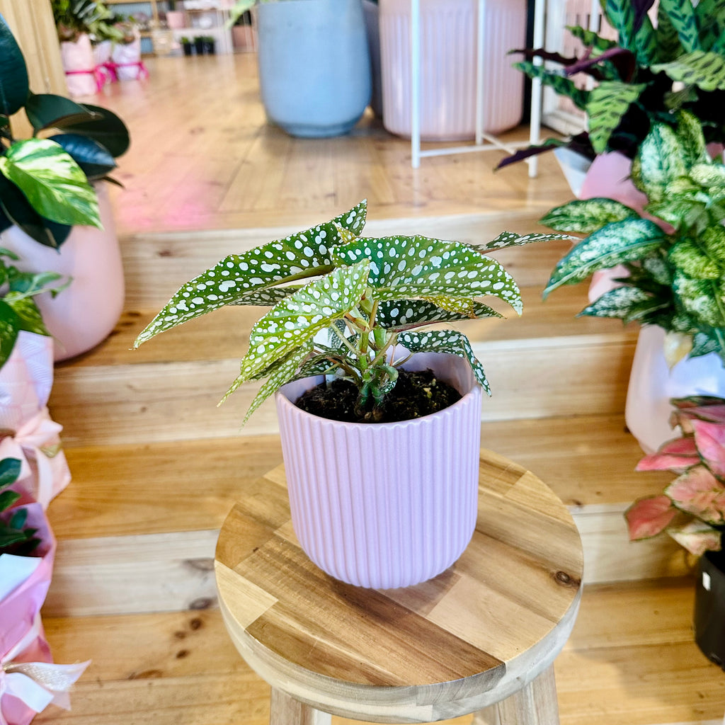 Begonia Hotspot - 120mm (Pot Combo Option)