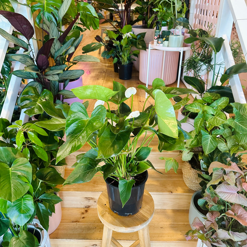 White Anthurium - 200mm (Pot Combo Option)
