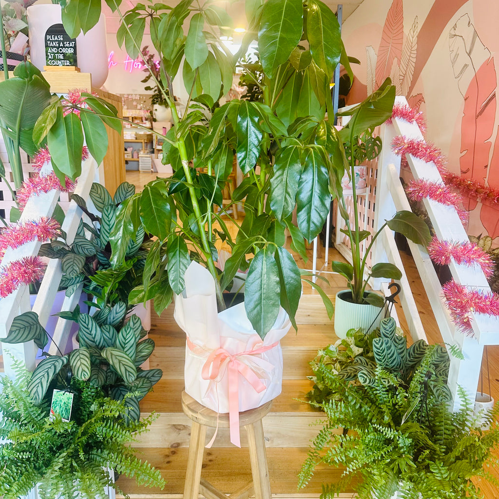 Umbrella Plant - 300mm (Pot Combo Option)