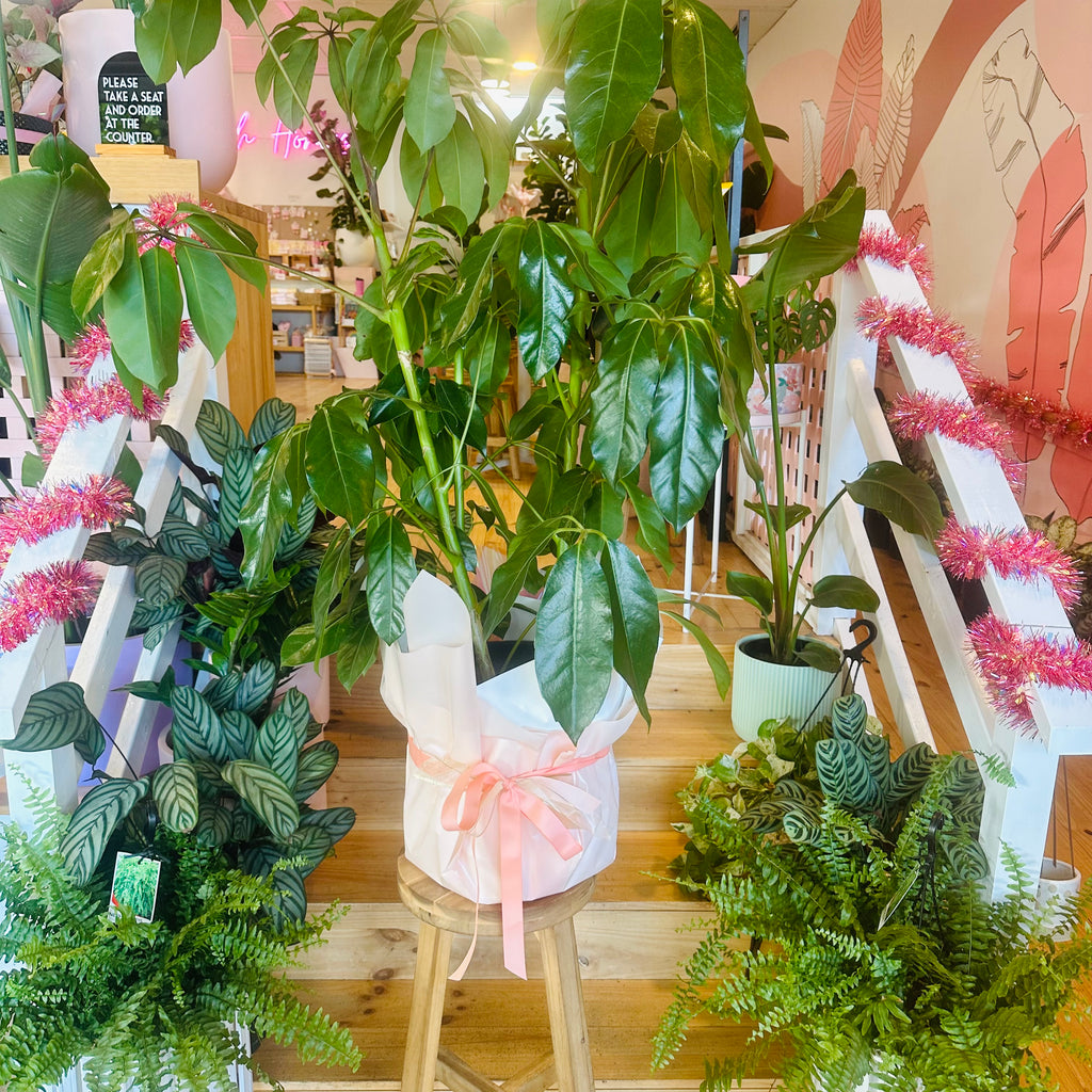 Umbrella Plant - 300mm (Pot Combo Option)