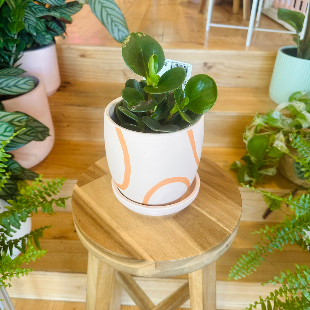 Baby Rubber Tree Plant - 130mm (Pot Combo Option)