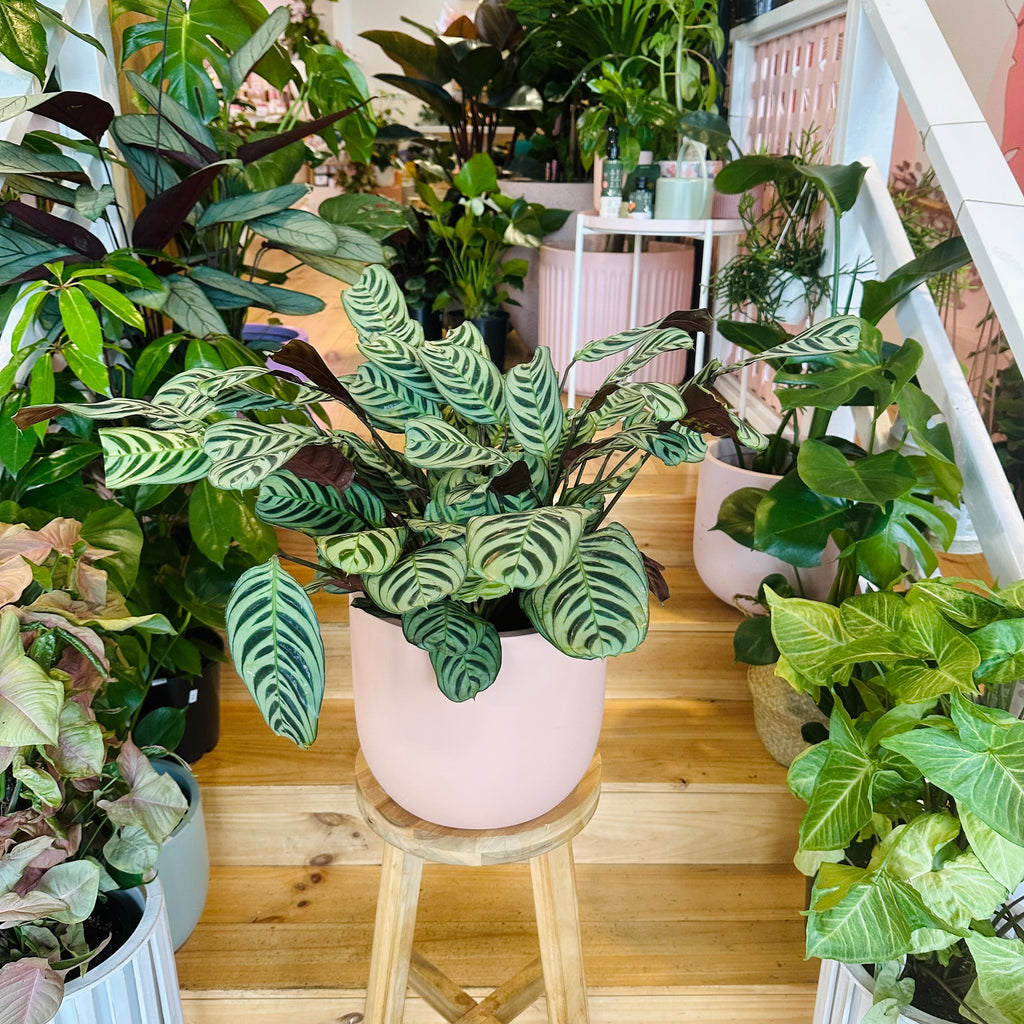 Fishbone Calathea - 200mm (Pot Combo Option)