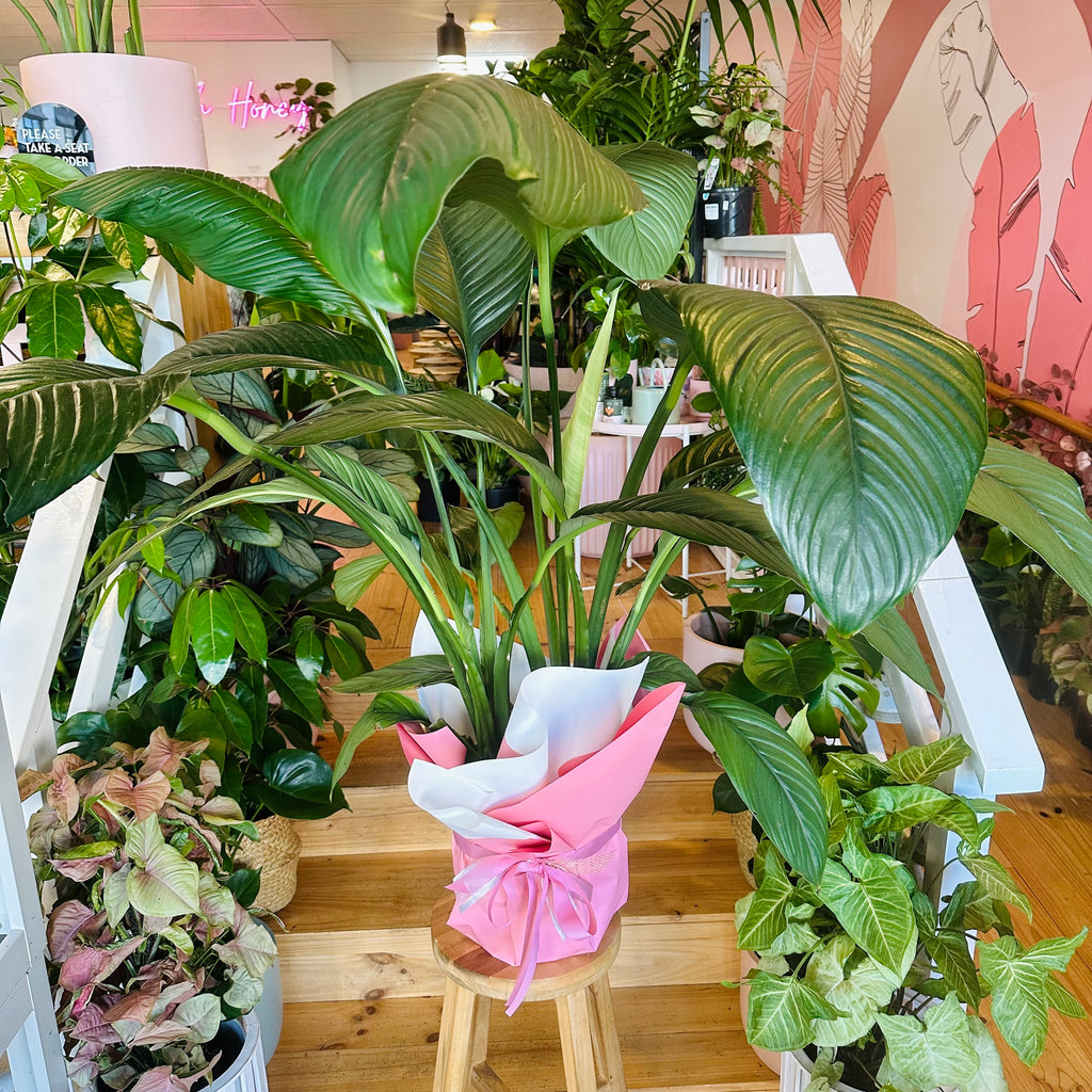 Peace Lily - 250mm (Pot Combo Option)