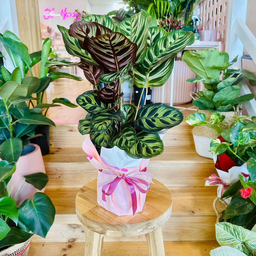 Peacock Calathea - 140mm (Pot Combo Option)