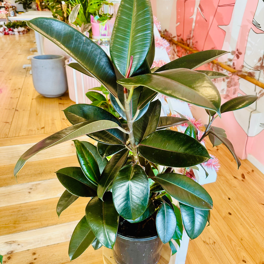 Ficus Elastica Burgundy 250mm