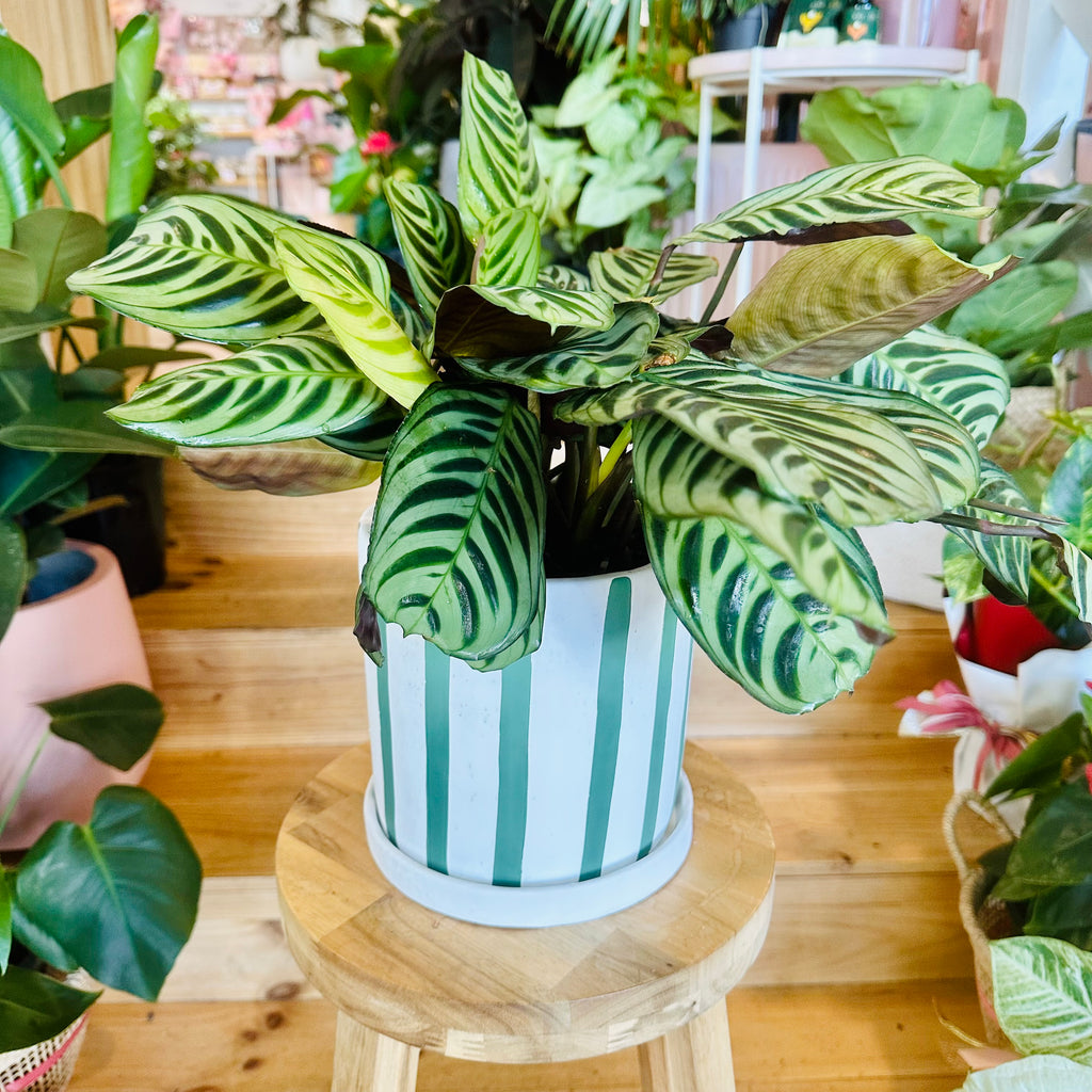 Fishbone Calathea - 140mm (Pot Combo Option)