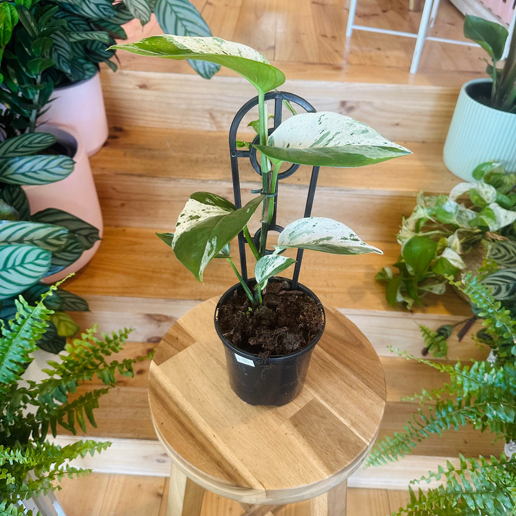 Pothos ‘Snow Queen’ - 130mm (Pot Combo Option)